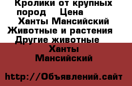 Кролики от крупных пород  › Цена ­ 500 - Ханты-Мансийский Животные и растения » Другие животные   . Ханты-Мансийский